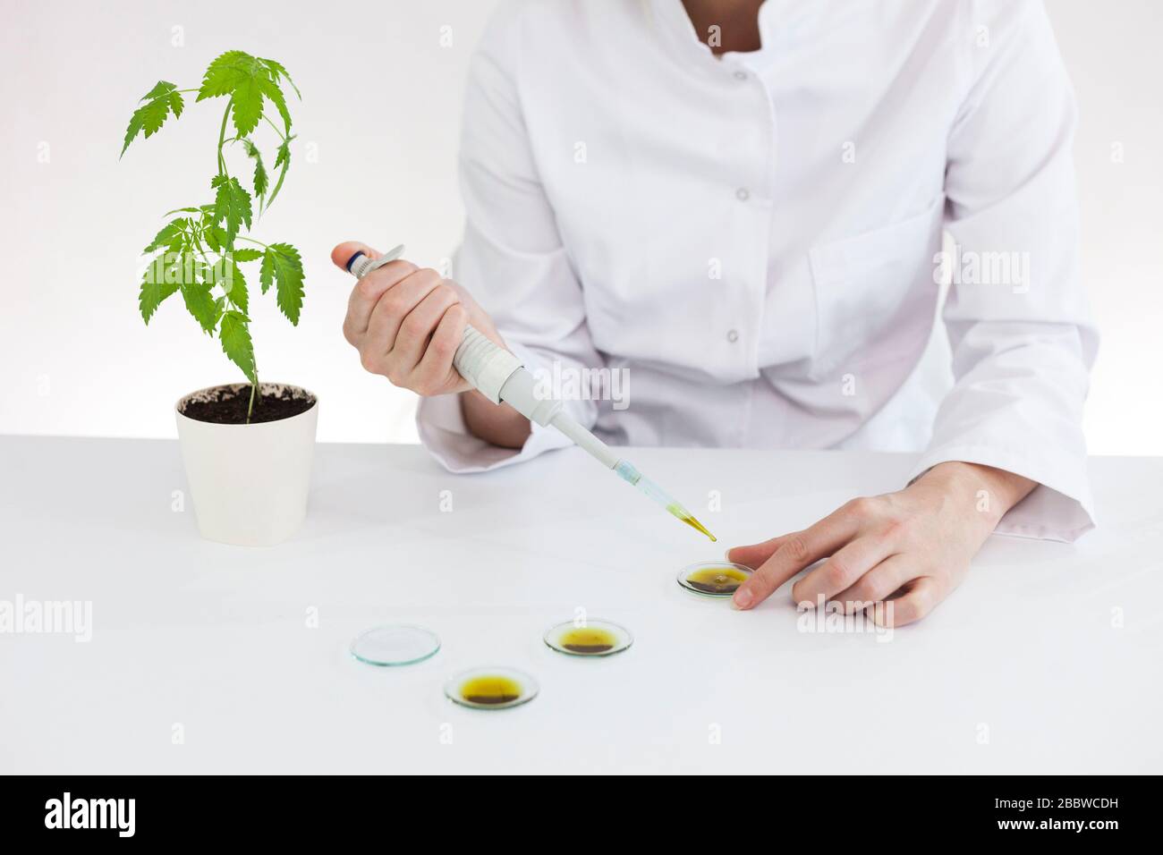 Primo piano di uno scienziato femminile con un bicchiere che prova l'olio cbd estratto da una pianta di marijuana su un vetro da orologio. Farmacia sanitaria da canna medico Foto Stock