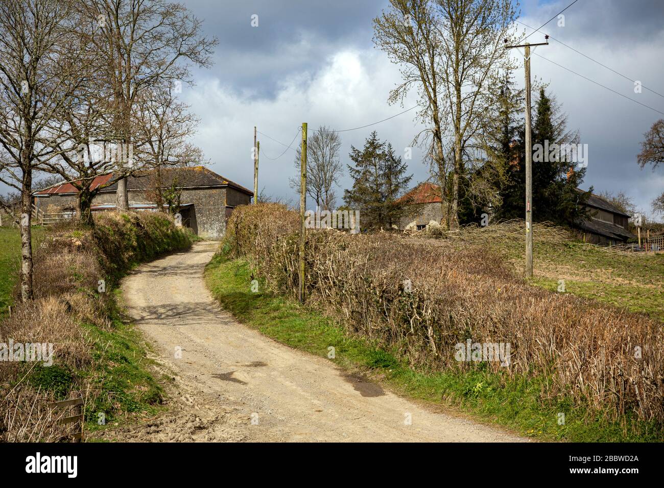 Foto di fattoria, Foto di fattoria, Foto di mucca, Foto di scena rurale, Foto di agricoltura, Foto di bestiame, Foto di Inghilterra, Foto di bestiame, campo agricolo Foto Stock
