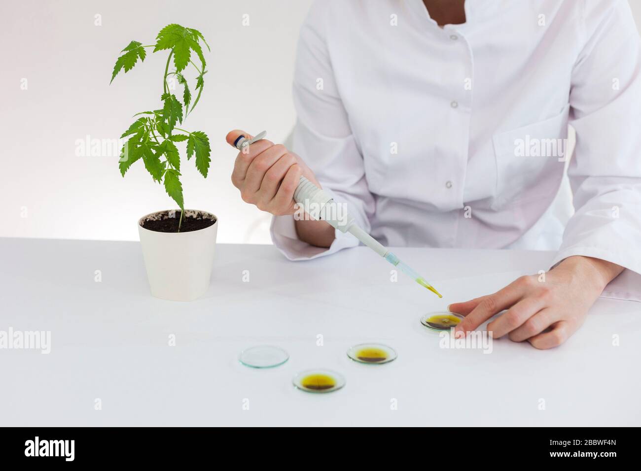 Primo piano di uno scienziato femminile con un bicchiere che prova l'olio cbd estratto da una pianta di marijuana su un vetro da orologio. Farmacia sanitaria da canna medico Foto Stock