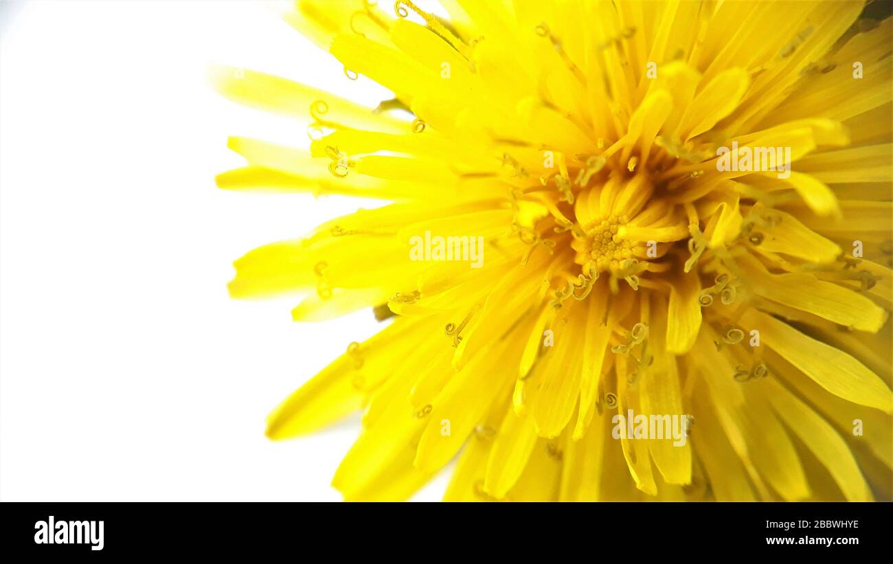 Luminoso, bello giallo dandelion, fiore di Taraxacum officinale su uno sfondo bianco.Macro photo.stagionale primavera e fiori estivi. Foto Stock