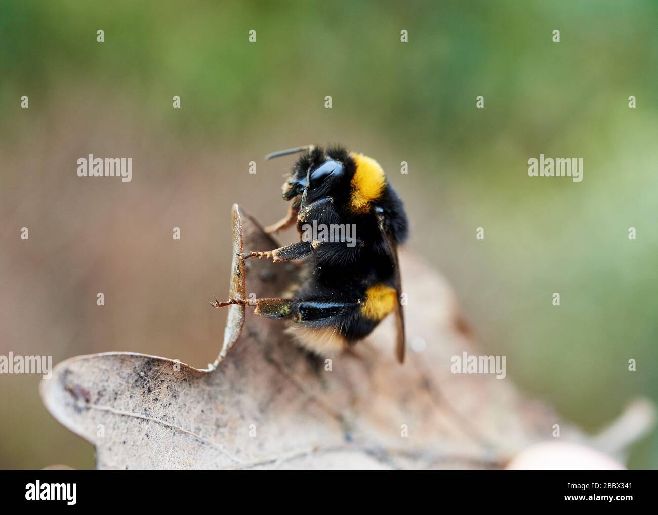 Un dettagliato primo piano di un ape bumble strisciare su una foglia di quercia secca. Foto Stock