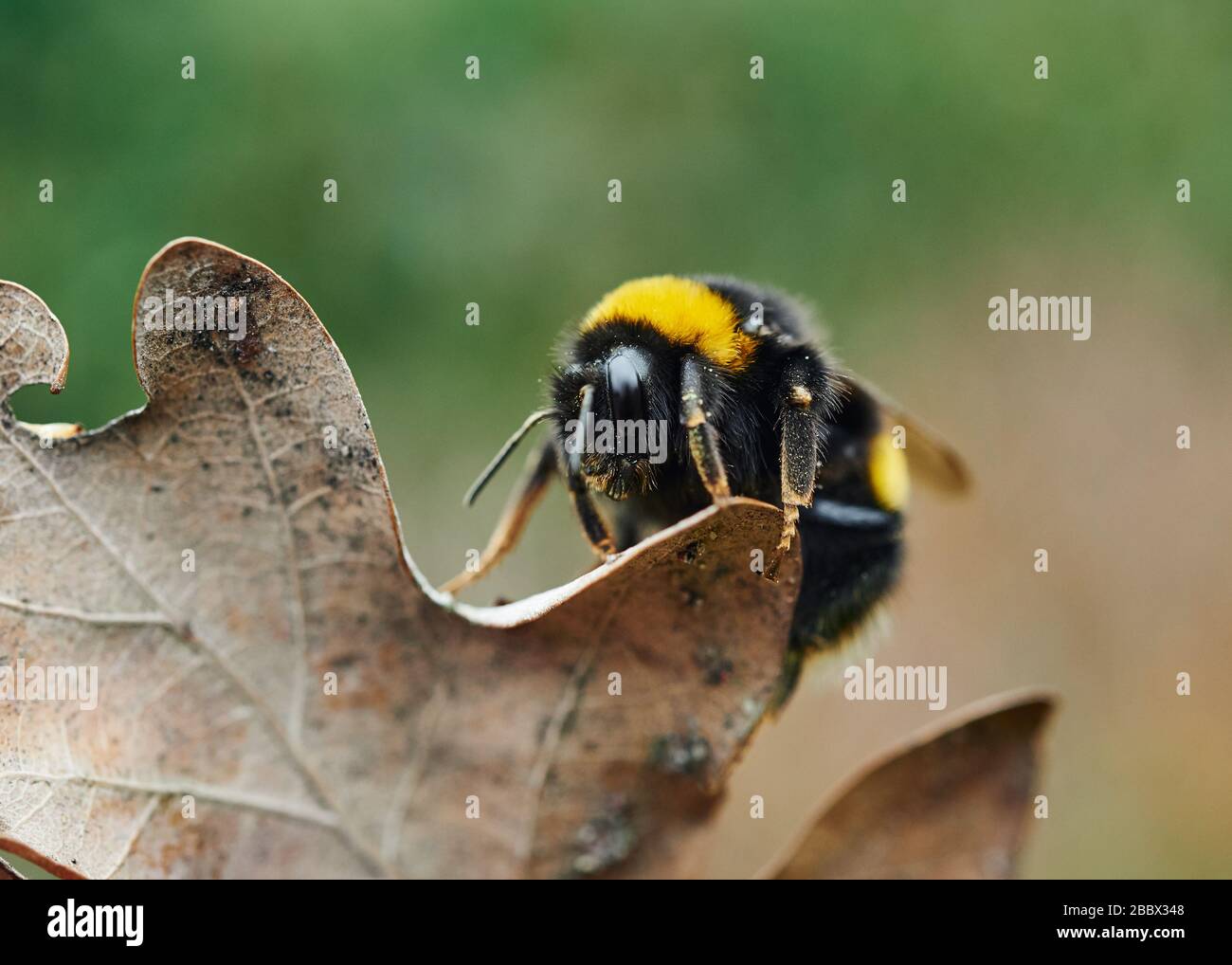 Un dettagliato primo piano di un ape bumble strisciare su una foglia di quercia secca. Foto Stock