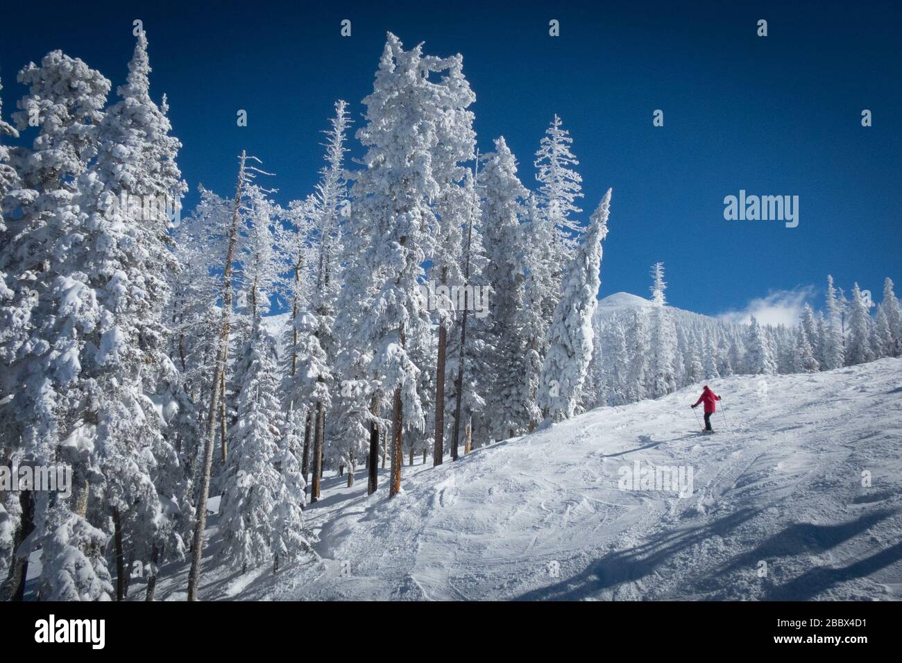 Sciatore in giacca rossa su piste bianche con pini innevati a seguito di una tempesta di neve. Foto Stock