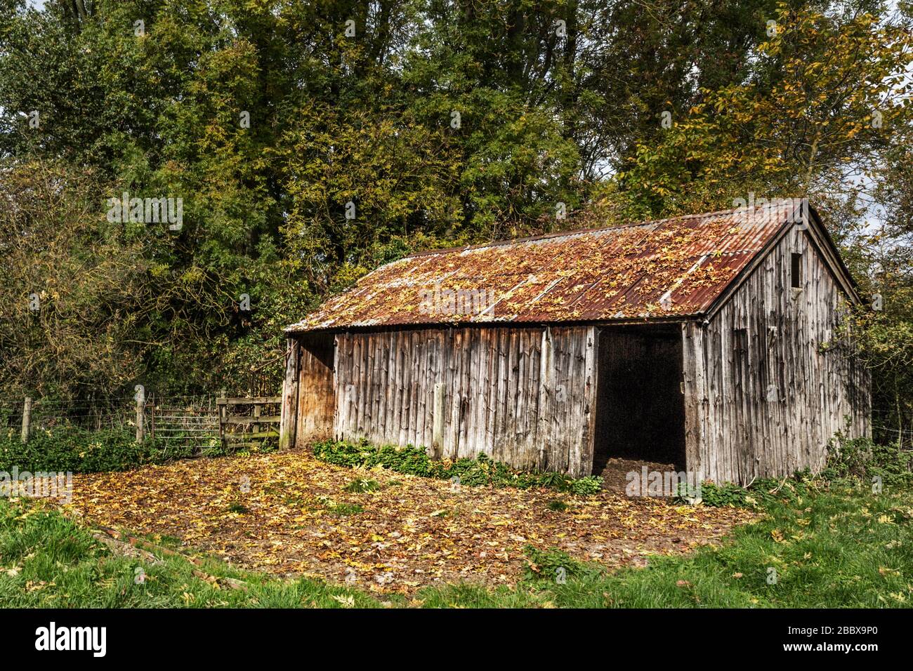 Un vecchio fienile in un angolo di un campo a Wistow, Leicestershire Foto Stock