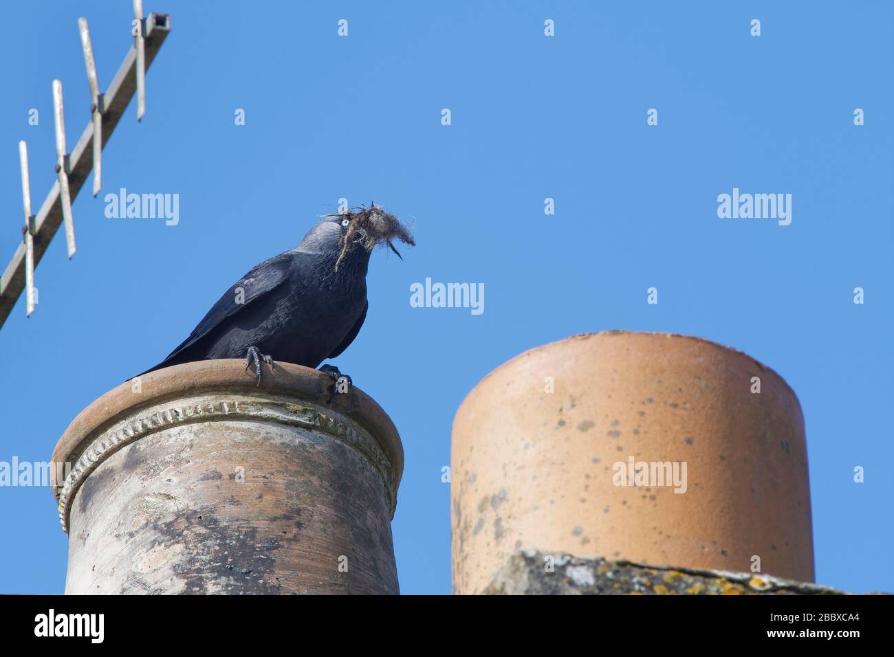 Jackdaw (Corvus monidula) in piedi su un camino pot con materiale per il suo nido all'interno, Wiltshire, UK, March.Shoped durante Coronavirus Lockdown. Foto Stock