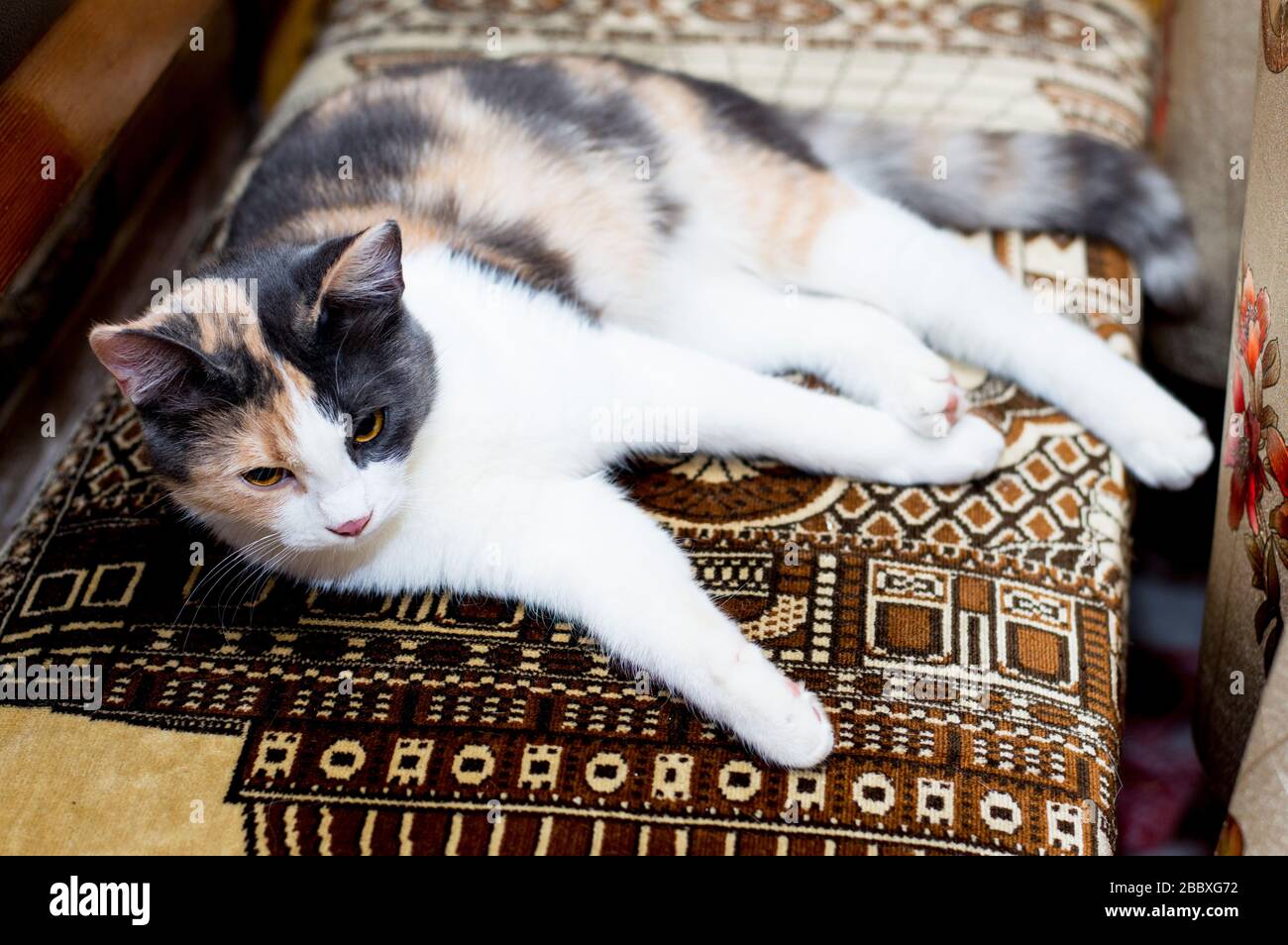 gatto macchiato sdraiato in angolo cottura, tema gatti domestici Foto Stock