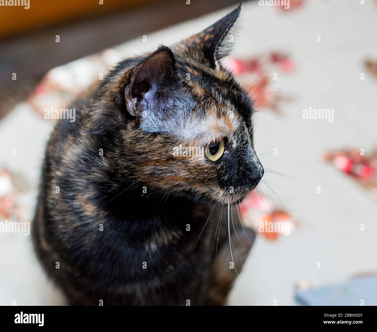 ritratto di un gatto macchiato sul tavolo da cucina, il tema dei gatti domestici Foto Stock