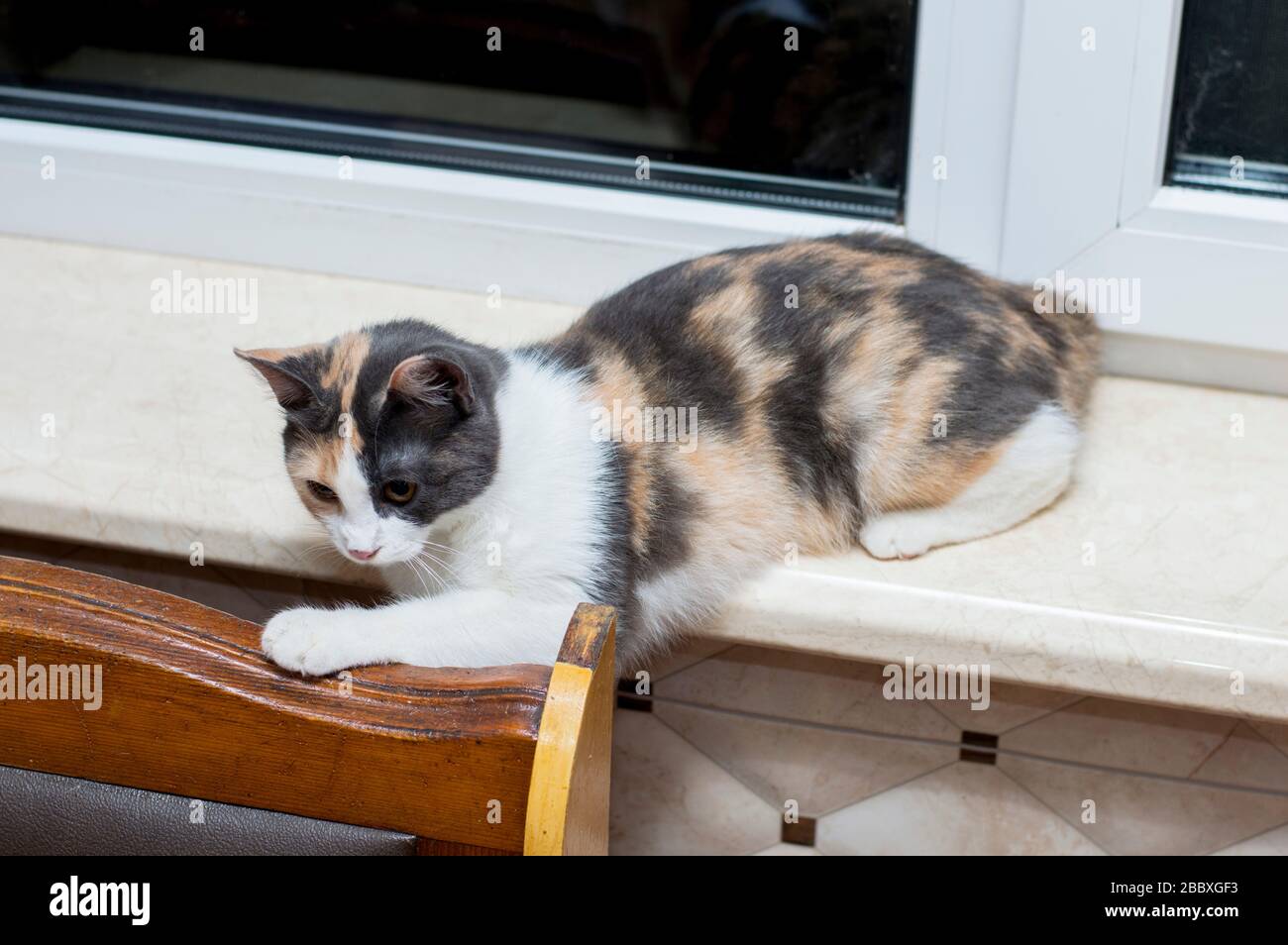 gatto macchiato sdraiato sul tema windowsill gatti domestici Foto Stock
