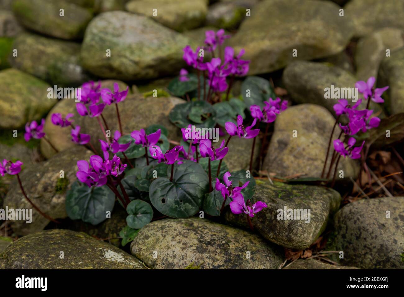 Fiori di ciclamino violacei e temprati che crescono attraverso grossi ciottoli. Foto Stock