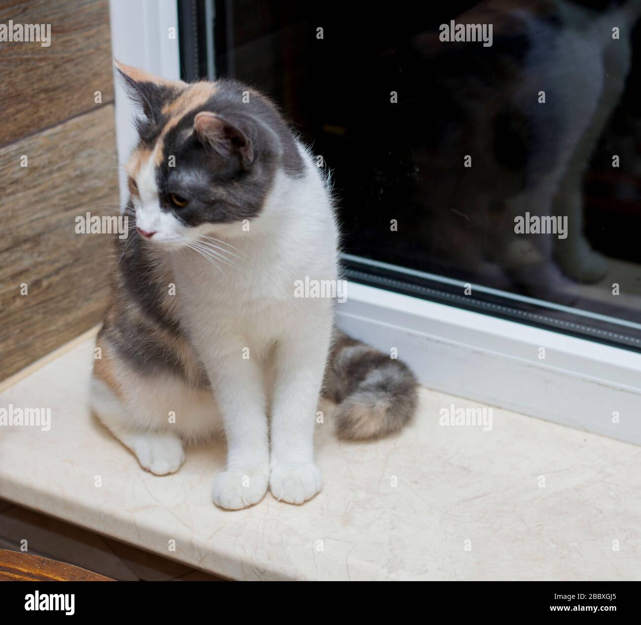 gatto macchiato seduto sul davanzale, il tema dei gatti domestici Foto Stock
