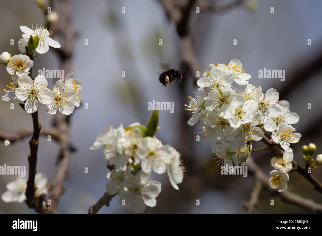 Bumblebee che trasporta il polline, che sta per atterrare sul fiore di prugna. Primavera, Isole britanniche. Foto Stock