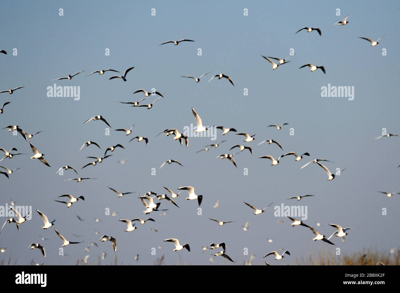 animali, uccelli, uccelli, mosca, aviaria, acqua, uccelli in acqua, natura, fauna selvatica, ornitologia, Foto Stock