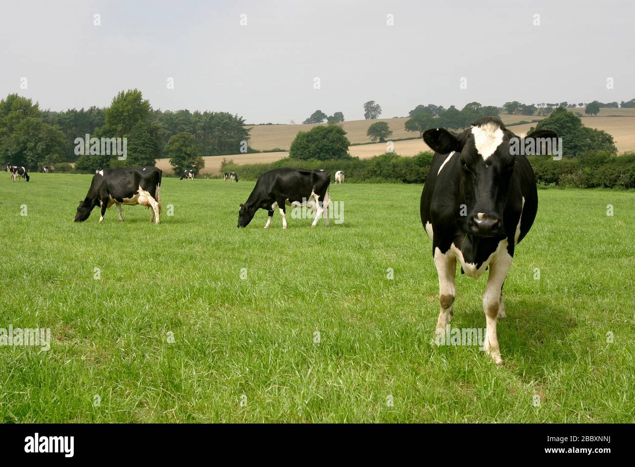 Bovini di razza Holstein erba di pascolo in una fattoria nel Regno Unito Foto Stock