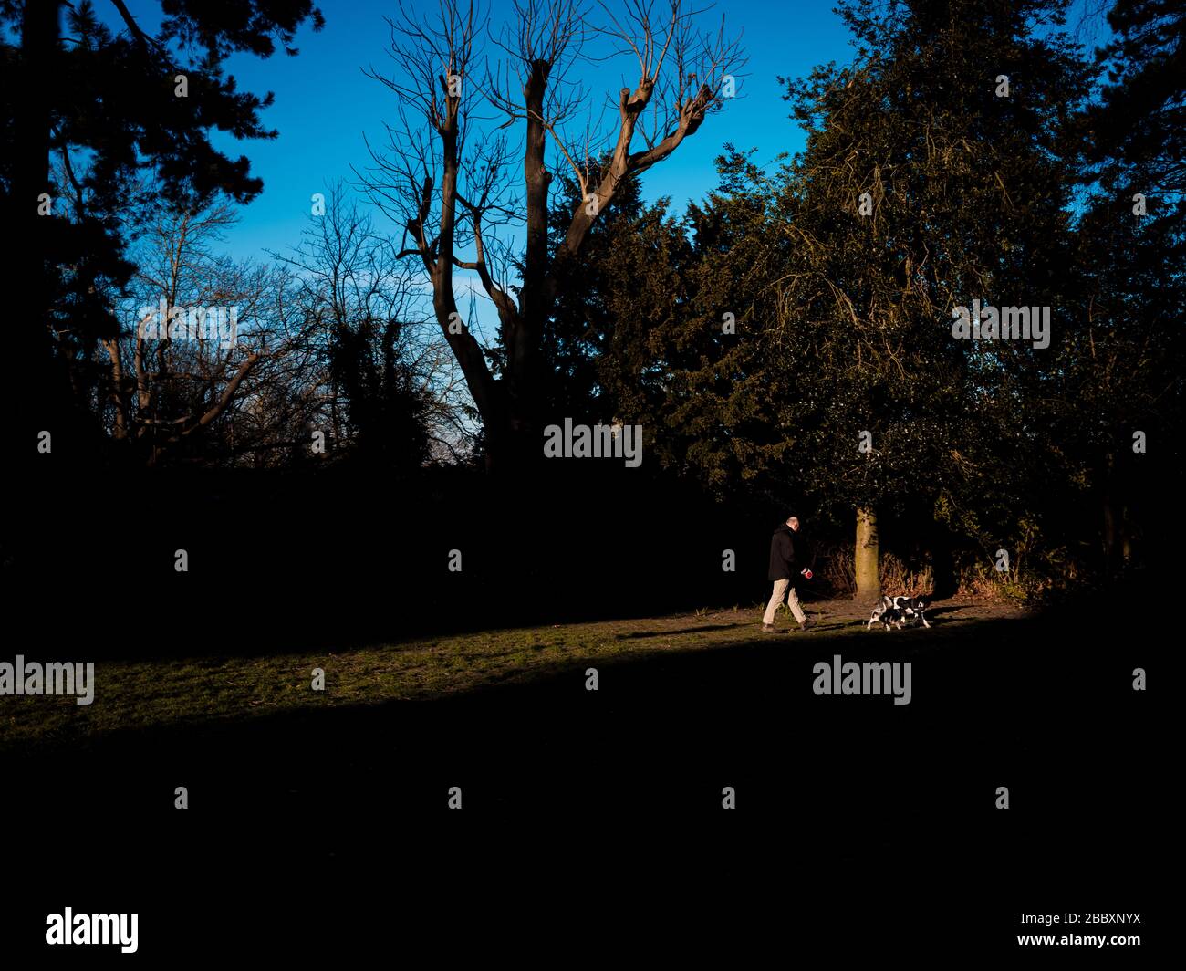Un uomo solitario cammina i suoi cani nel parco nella città storica di Rochester durante il blocco COVID-19 nel Kent, Inghilterra. Foto Stock