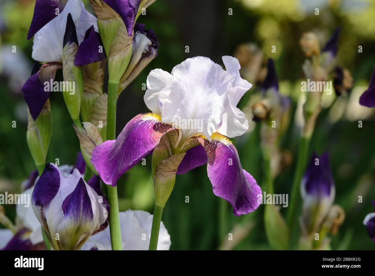 Delicato, grazioso bianco e viola fiore di Iris Foto Stock