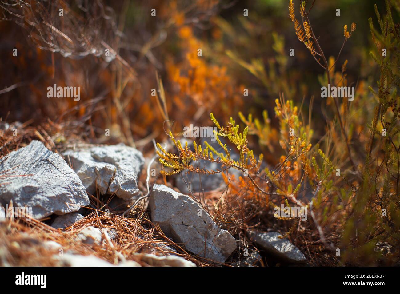 Germoglio di conifere vicino alle pietre. Profondità di campo ridotta Foto Stock