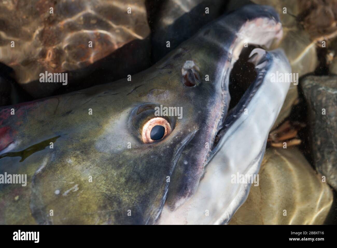 Salmone rosso selvatico Pesce salmone sockeye Oncorhynchus nerka. Colore rosso salmone del Pacifico durante la riproduzione. Vista ravvicinata pesce snout sott'acqua. Pesca estiva Foto Stock