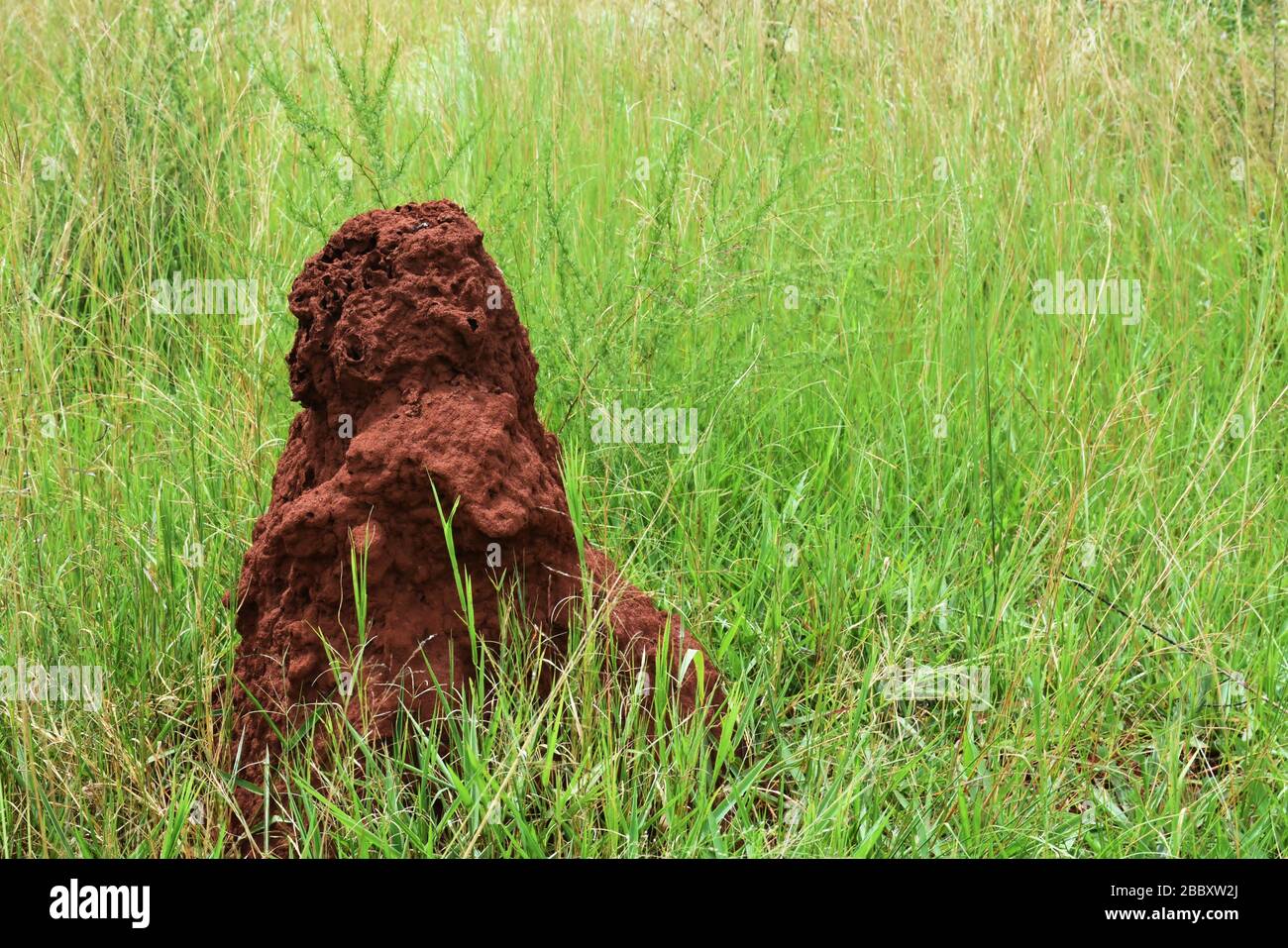 Termiti tumulo in prateria situato nella foresta naturale nel Ruanda orientale Foto Stock