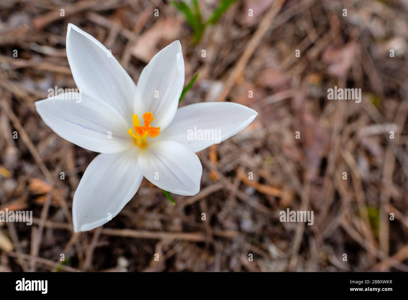 Fiore di croco bianco (Crocus albiflorus), primo piano di bulbo di fioritura all'aperto in ambiente naturale, Ontario, Canada Foto Stock