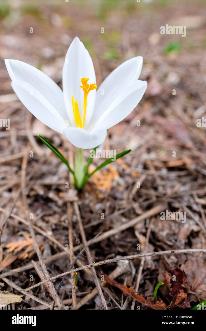 Fiore di croco bianco (Crocus albiflorus), primo piano di bulbo di fioritura all'aperto in ambiente naturale, Ontario, Canada Foto Stock