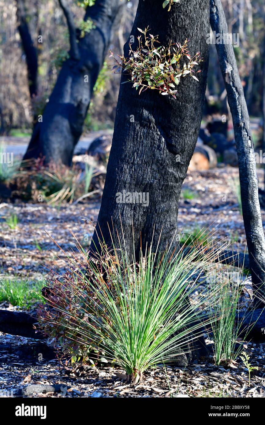 Alcuni degli alberi bruciati negli incendi del 2000 mostrano segni di ripresa tre mesi dopo Foto Stock