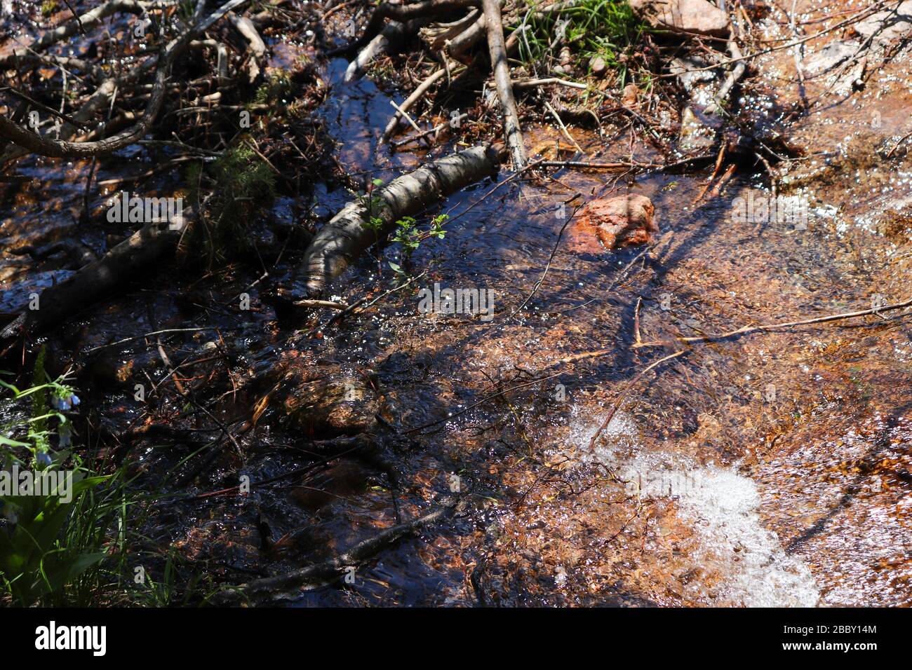Crescita insufficiente della foresta ghiacciata Foto Stock