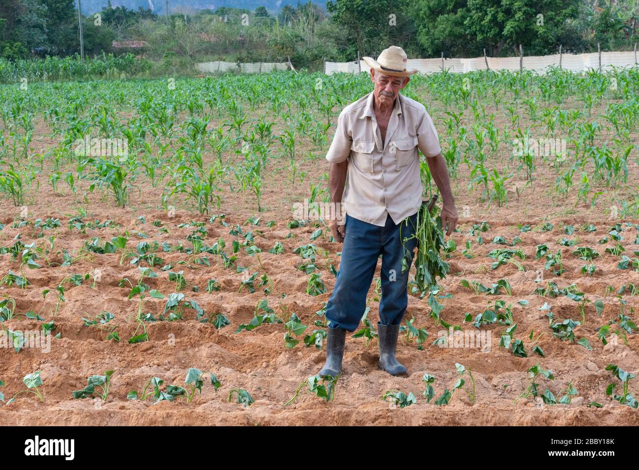 Contadino che lavora nel suo campo, Vinales, Provincia di Pinar del Rio, Cuba Foto Stock