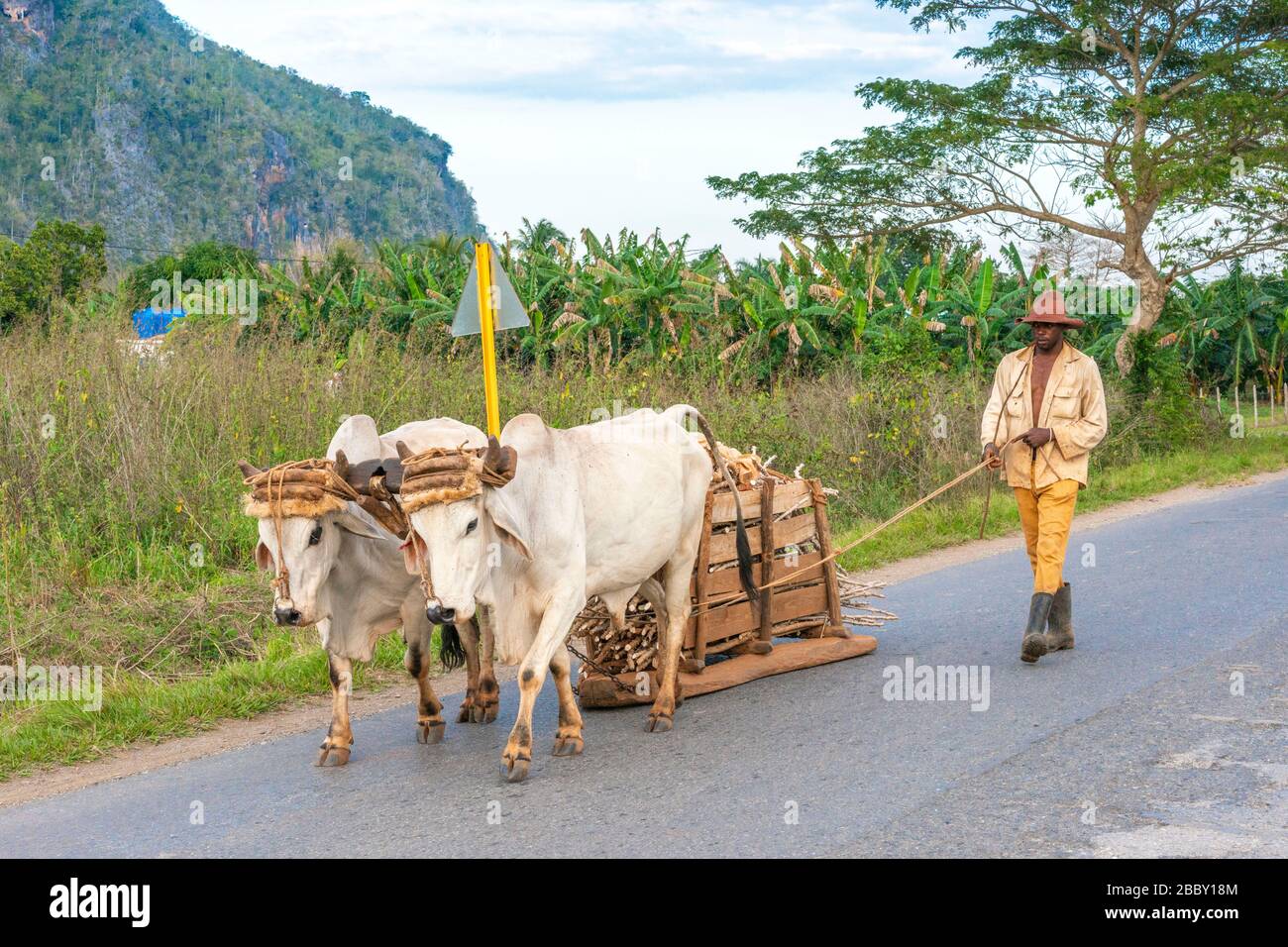 Uomo con carrello toro sulla strada, Vinales, provincia di Pinar del Rio, Cuba Foto Stock