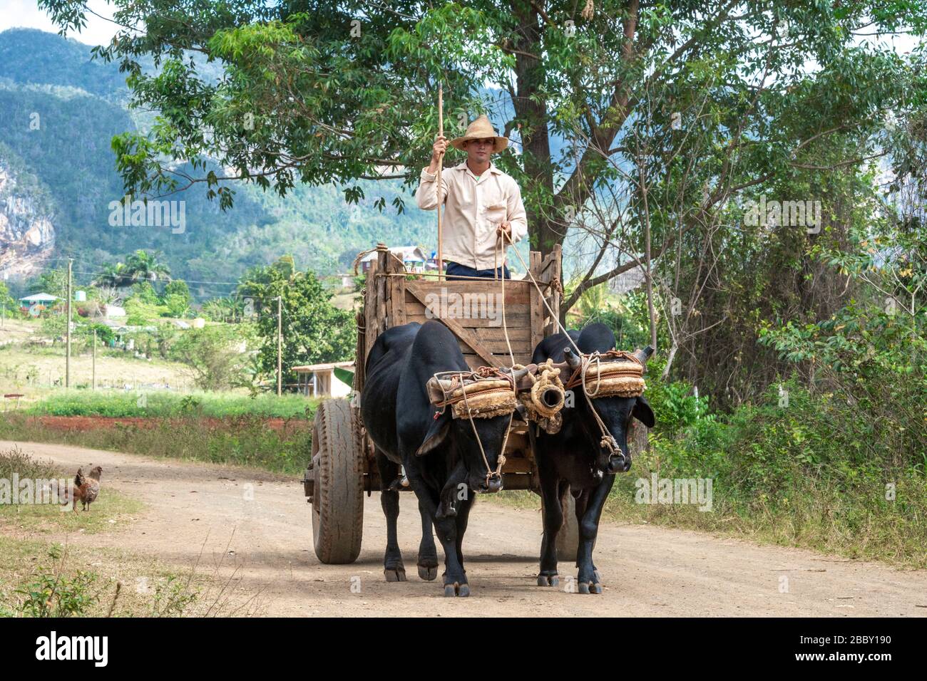 Uomo con carrello toro sulla strada, Vinales, provincia di Pinar del Rio, Cuba Foto Stock