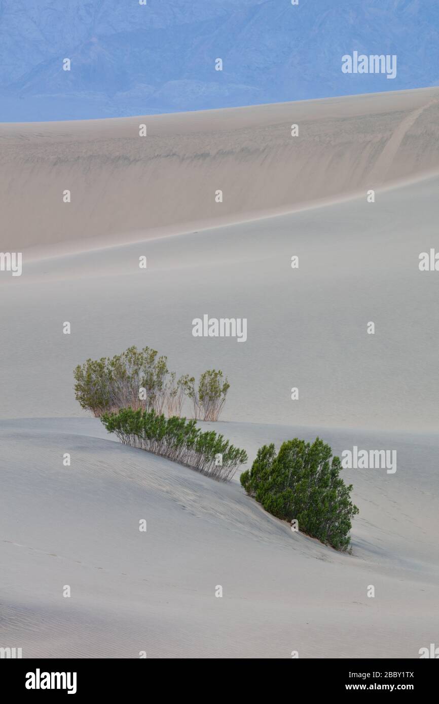 Vita nel deserto, dune di sabbia Mesquite Flat, Death Valley National Park, California Foto Stock