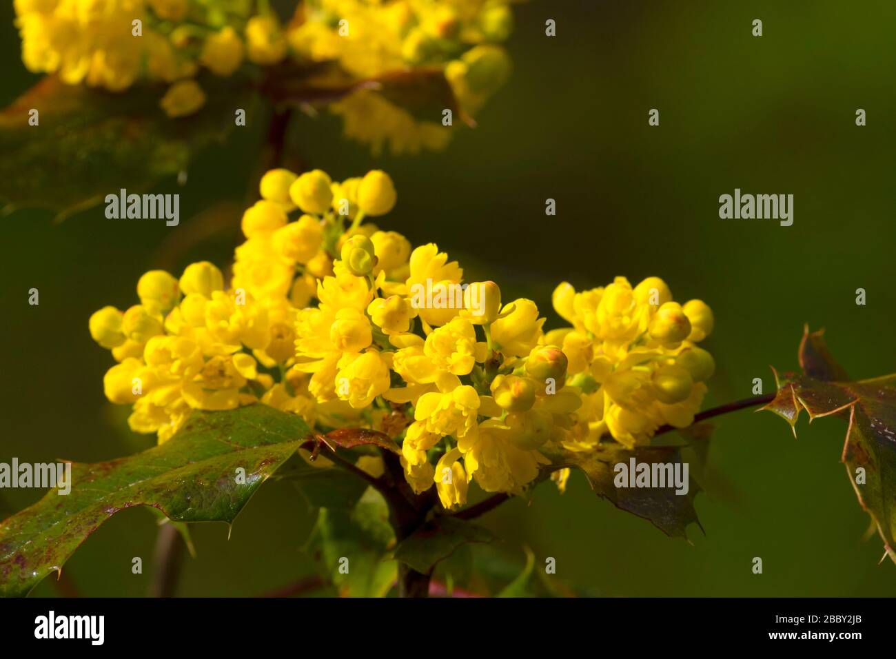 Oregon uva in Bloom, Bushs Pasture Park, Salem, Oregon Foto Stock