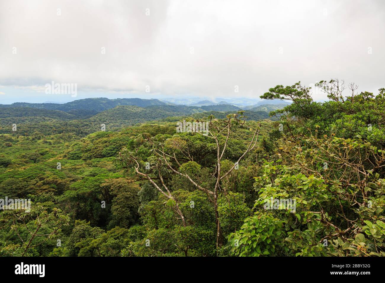 Vista dal belvedere sulla tettoia della foresta presso la riserva forestale di Santa Elena Cloud a Monteverde, Costa Rica. Foto Stock