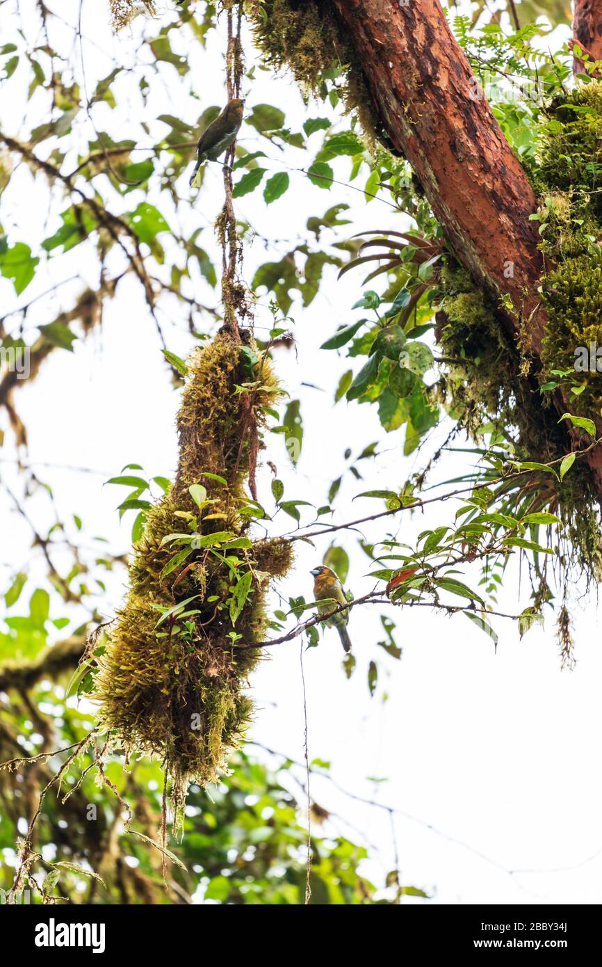 Piccolo uccello colorato arroccato in un nido sospeso nella riserva della foresta nuvoloso di Santa Elena, Monteverde, Costa Rica. Foto Stock