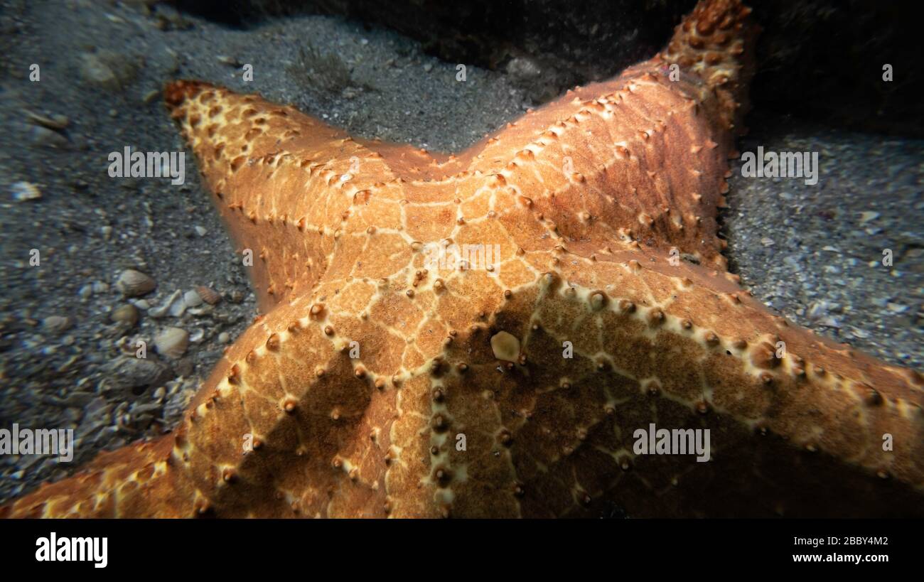 Primo piano di una stella di mare cuscino (Oreaster reticulatus): Animale raro in habitat naturale, Riviera Beach, Florida, Stati Uniti, Oceano Atlantico, colore Foto Stock