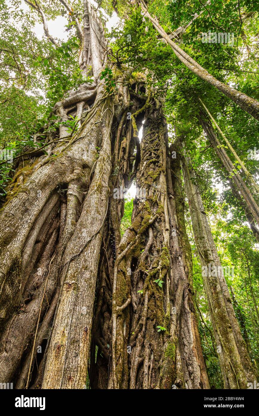 Grande albero di fico Strangler (Ficus costaricana) al Rifugio Curi Cancha Wildlife a Monteverde, Costa Rica. Foto Stock