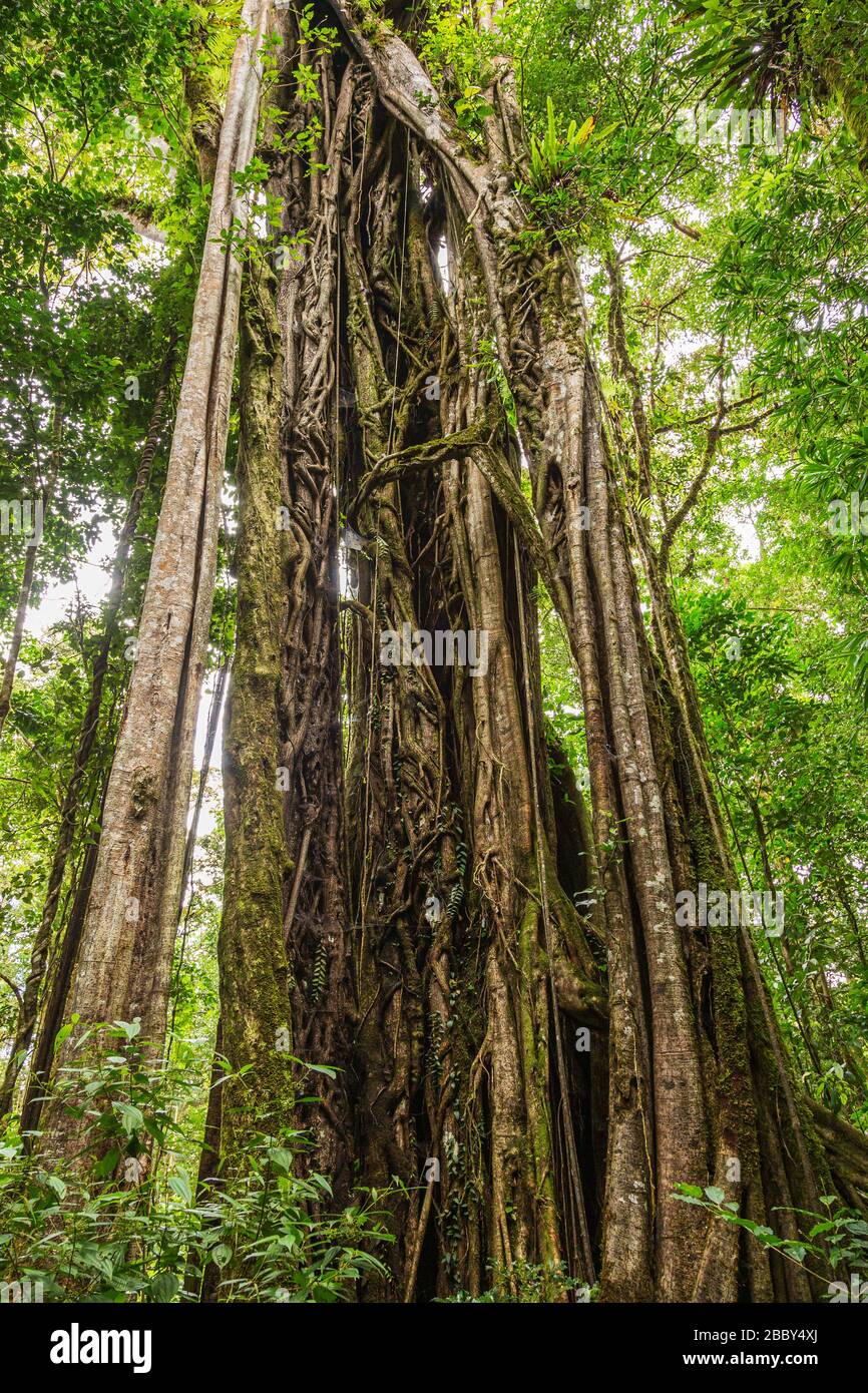 Grande albero di fico Strangler (Ficus costaricana) al Rifugio Curi Cancha Wildlife a Monteverde, Costa Rica. Foto Stock