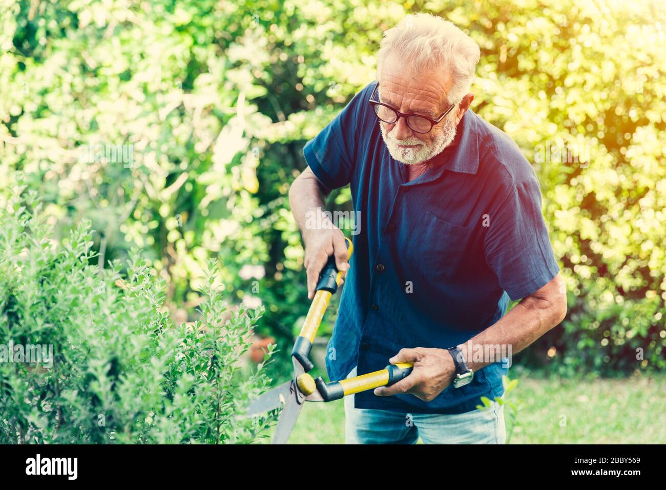 taglio anziano tagliare le cespugli cespugli pianta di arbusto verde nel giardino all'aperto per hobby in vacanza. Foto Stock