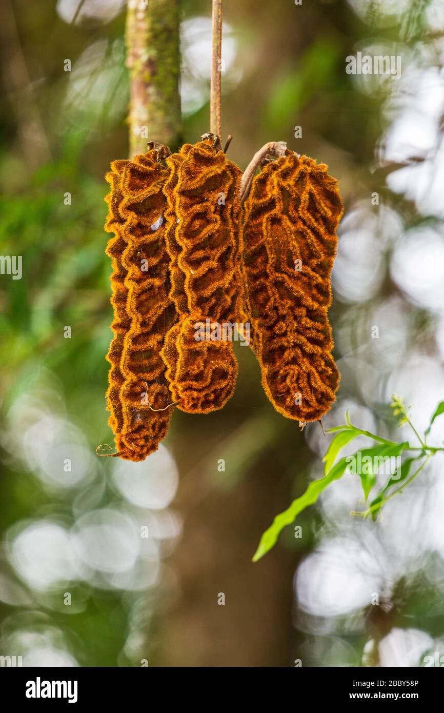 I fagioli bue-eye (urens di Mucuna) appendono nella foresta al Rifugio naturale di Curi Cancha a Monteverde, Costa Rica. Foto Stock