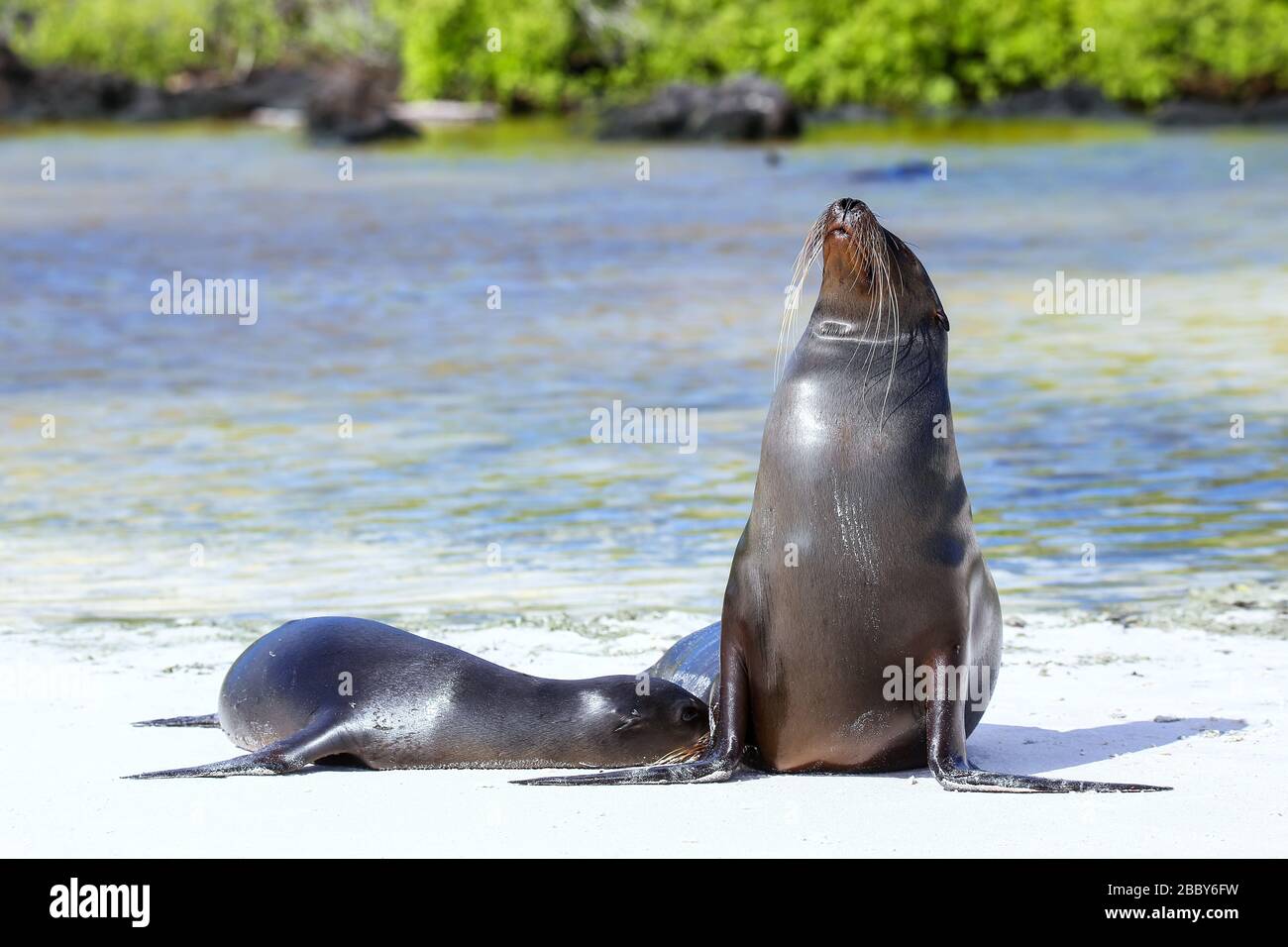 Le Galapagos i leoni di mare sulla spiaggia di Baia Gardner, all'Isola Espanola, Galapagos National Park, Ecuador. Questi leoni di mare razza esclusivamente nelle Galapagos Foto Stock