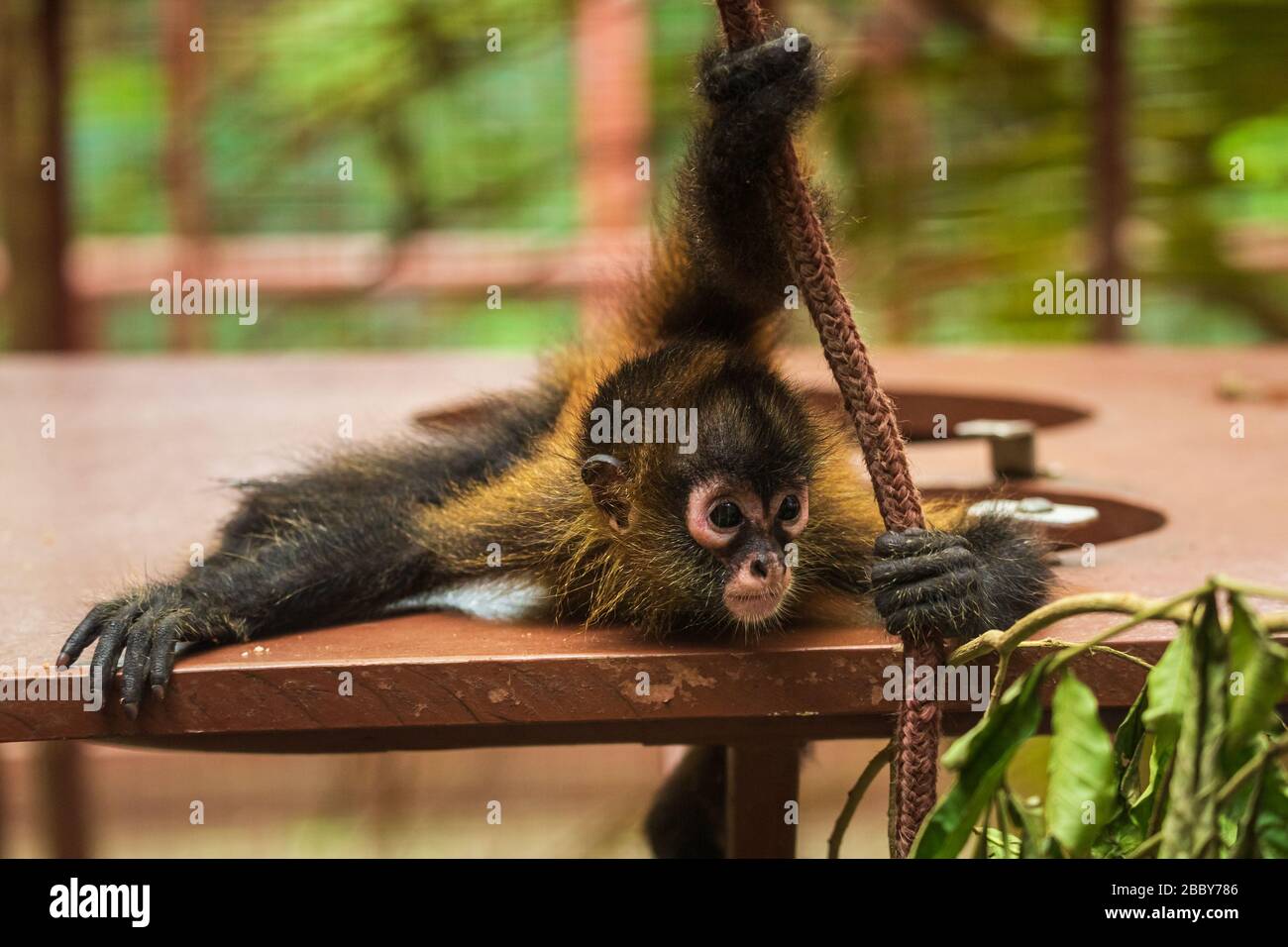 La scimmia ragno di Geoffroy (Ateles geoffroyi), giocata al Jaguar Rescue Center di Puerto Viejo de Talamanca, Costa Rica. Foto Stock