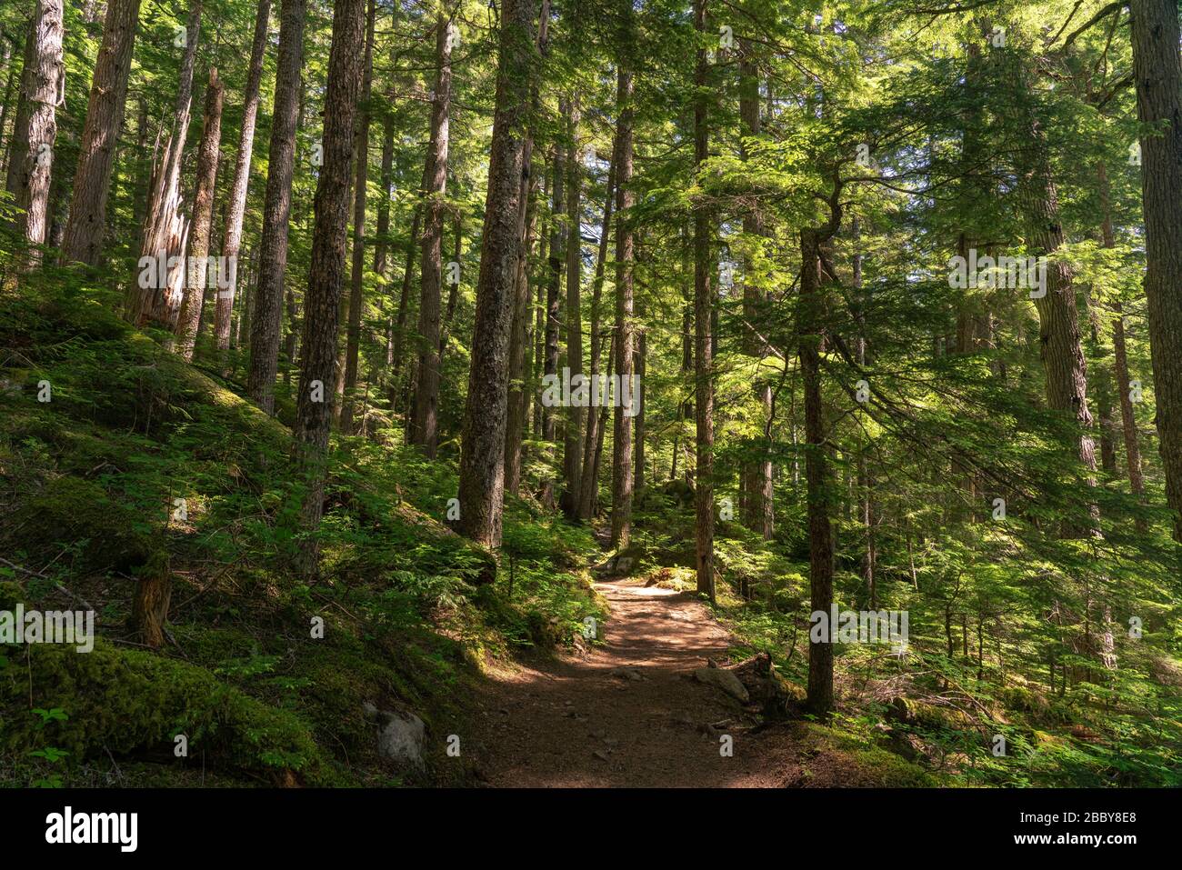 Foresta sentiero in una vecchia foresta di crescita vicino a Whistler, Canada in estate. Foto Stock