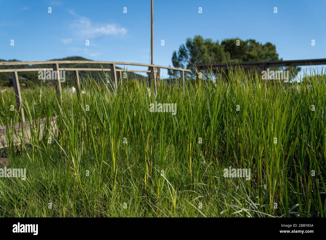 Erba alta nell'area paludosa delle paludi con passaggio pedonale durante il giorno Foto Stock