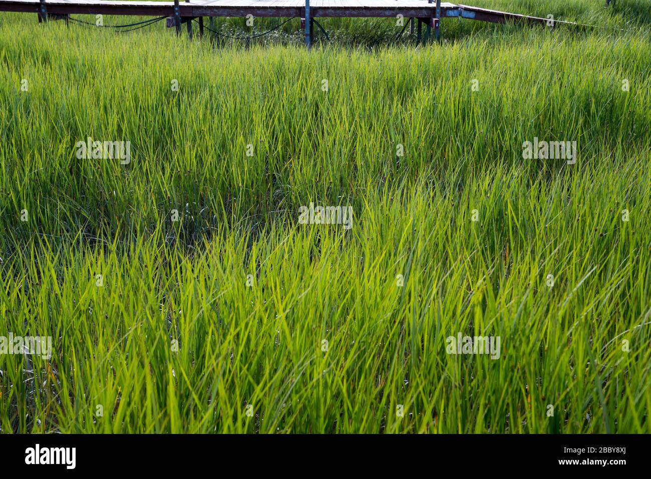 Area di Marsh con erba alta sotto il passaggio pedonale di legno dock Foto Stock