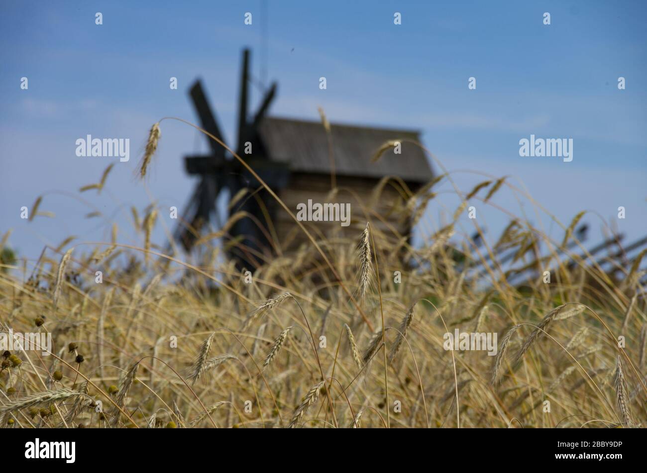 Picchi sul campo. In background mulino di legno nello storico museo ortodosso Kizhi. Isola Carelia Omega. Paese del Nord Russia. Foto Stock