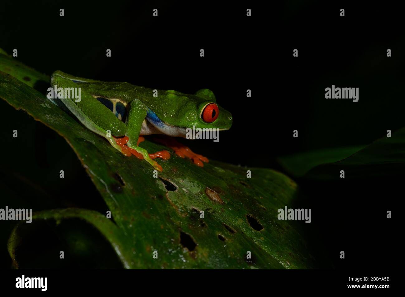 Una rana rossa degli occhi su una foglia verde, Costa Rica Foto Stock