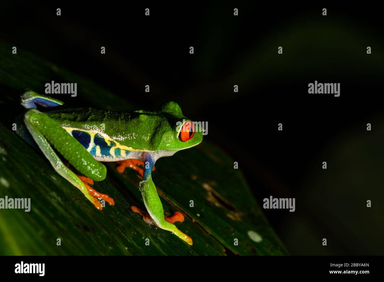 Una rana rossa degli occhi su una foglia verde, Costa Rica Foto Stock
