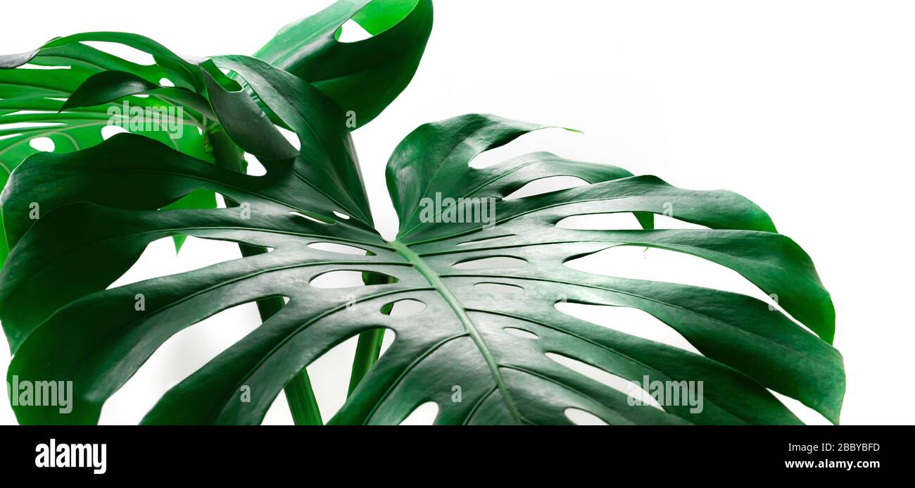 Fuoco selettivo delle foglie di monstera (foglia) sul colore bianco per decorare la composizione design background.Tropical, natura botanica pattern.close up Foto Stock