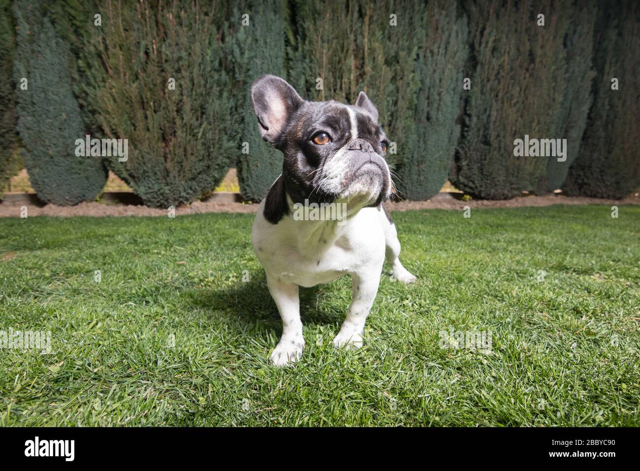 Un bel Bulldog francese bianco e nero. Ritratto con espressione carina nel volto rugoso. Foto Stock