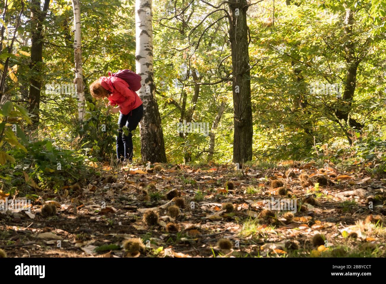 Una donna che foraggio per il cibo selvaggio in una foresta in Italia Foto Stock