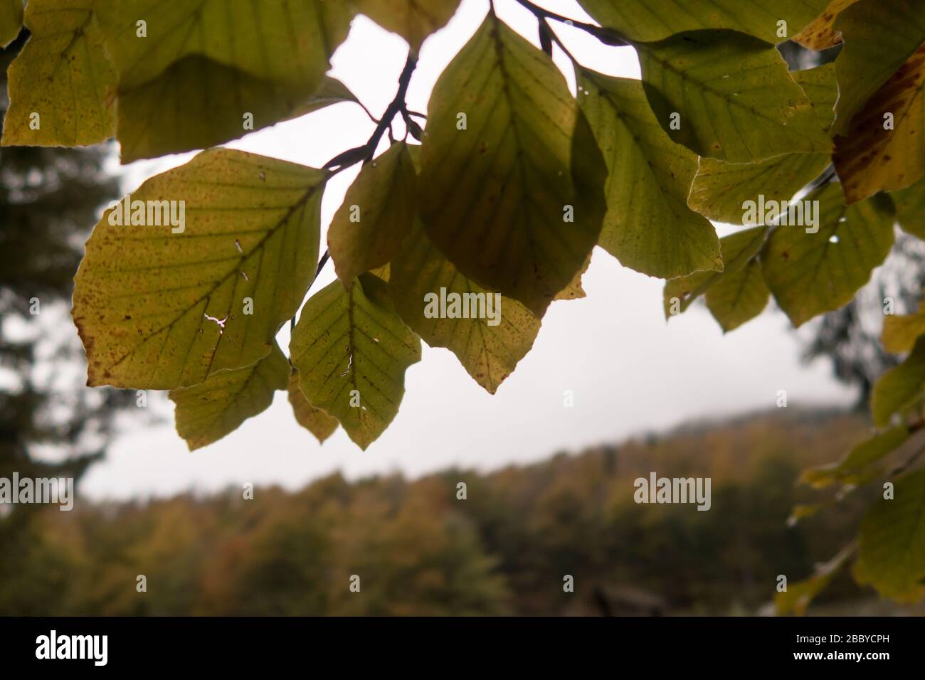 Foglie appese ad un ramo di una foresta in Italia Foto Stock